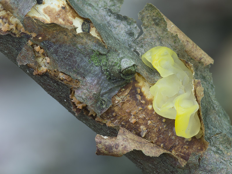 Tremella mesenterica